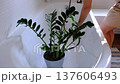 Zamioculcas zamiifolia houseplant it stands under water jets in bathroom for washing. Care of potted plants, watering, dusting, humidification 137606493