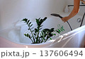 Zamioculcas zamiifolia houseplant it stands under water jets in bathroom for washing. Care of potted plants, watering, dusting, humidification 137606494