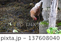 Free range poultry with healthy diet 137608040