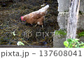 Free range poultry with healthy diet 137608041