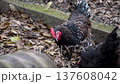 Free range poultry with healthy diet 137608042