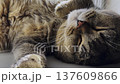 An adult gray cat lies down and sleeps, slow motion 137609866