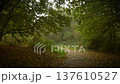 Curved forest path passing under green branches covered with fallen yellow leaves in misty atmosphere. Wandering mist creating depth of silence whispering hidden stories. Woodland trail bending 137610527