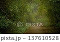 Curving forest trail surrounded by lush green trees and soft autumn leaves under misty light. Drifting fog hovering low filling air with deep stillness. Winding woodland path enclosed by thick foliage 137610528