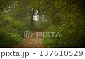 Trail stretching through misty forest surrounded by vibrant greenery. Shimmering fog blending with soft light revealing ethereal moment. Path extending into foggy woodland embraced by lush foliage 137610529