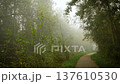Calm fog floating over winding morning path in forest touched by unseen spirits. Hazy morning shining through forest veil creating calm mystic aura. Peaceful mist spreading above curved woodland trail 137610530