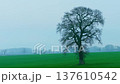 Large oak silhouette emerging through dense countryside fog above green meadow. Rural farmland stretching toward hazy horizon and distant hedgerows under cold morning light. Minimal landscape 137610542