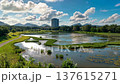 湖 草 芝生 137615271