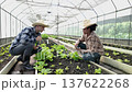 Gardener inspects and records quality of green lettuce in greenhouse cultivation.  137622268