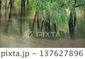 Flooded trunks of deciduous trees and willows in urban park during river overflow. Extreme rainfall and downpours caused rise of river level and flooding. 137627896