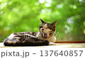 A pheasant cat yawning against the backdrop of a fresh green garden 137640857