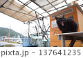 A black cat yawns at Hyuga East Port, where snow still remains (Mihama Town, Mikata District, Fukui Prefecture, February 2026) 137641235