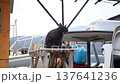 A black cat yawns at Hyuga East Port, where snow still remains (Mihama Town, Mikata District, Fukui Prefecture, February 2026) 137641236