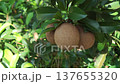 Sapodilla fruit on the sapodilla tree plant , Sapodilla plum in the garden fruit . 137655320