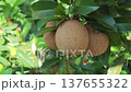 Sapodilla fruit on the sapodilla tree plant , Sapodilla plum in the garden fruit . 137655322