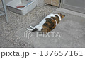 Mike cat Mike cat 137657161