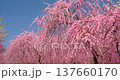 Walking through Inabe City Plum Blossom Park - Weeping Plum Trees - Mie Prefecture 137660170
