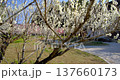 Walking through the plum grove park at Tsukigase Plum Grove, Nara Prefecture 137660173