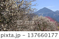 Chichibu Muse Park Plum Garden and Mount Bukō, Saitama Prefecture 137660177