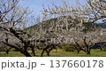 Plum blossoms swaying in the wind at Ogose Plum Grove, Saitama Prefecture 137660178