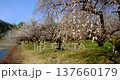 Plum blossoms swaying in the wind at Ogose Plum Grove, Saitama Prefecture 137660179