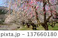 Plum blossoms swaying in the wind at Ogose Plum Grove, Saitama Prefecture 137660180