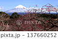 Iwamotoyama Park: Mount Fuji and plum blossoms, Shizuoka Prefecture 137660252