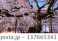 The famous weeping cherry tree at Gyofuku-ji Temple 137665341