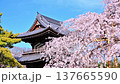 The fully bloomed weeping cherry blossoms and the main gate of Gyofuku-ji Temple. 137665590