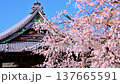 The fully bloomed weeping cherry blossoms and the main hall of Gyofuku-ji Temple 137665591