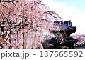 The fully bloomed weeping cherry blossoms and the main gate of Gyofuku-ji Temple. 137665592