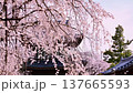 The fully bloomed weeping cherry blossoms and the main gate of Gyofuku-ji Temple. 137665593