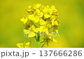 A close-up of the beautiful yellow rapeseed flowers. 137666286