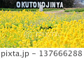 A field of rapeseed flowers in full bloom, a beautiful yellow. 137666288