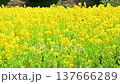 A field of rapeseed flowers in full bloom, a beautiful yellow. 137666289
