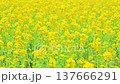 A field of rapeseed flowers in full bloom, a beautiful yellow. 137666291