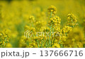 A close-up of the beautiful yellow rapeseed flowers. 137666716