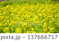 A field of rapeseed flowers in full bloom, a beautiful yellow. 137666717