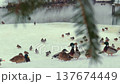 Ducks wintering on the snow-covered shore of an ice-free pond 137674449