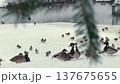 Ducks wintering on the snow-covered shore of an ice-free pond 137675655