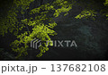 Green maple leaves, shining in the sunlight and swaying in the wind. 137682108