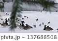 unfrozen pond 137688508