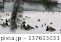 unfrozen pond 137693033
