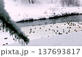 unfrozen pond 137693817