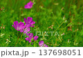 Geranium sanguineum.mov 137698051