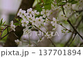 The branches of a blossoming cherry tree are swayed by the wind 137701894
