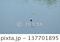 A dragonfly on the red tip of a float 137701895