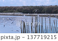 Views of Many seagulls fly background with Gulf of Thailand, focus selective 137719215