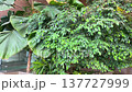 Vibrant indoor garden area at the airport features lush green foliage and tropical plants, enhancing the atmosphere with natural beauty and architectural design 137727999