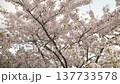 Beautiful sakura tree blossoming on spring. Slow motion close-up b-roll footage. 137733578
